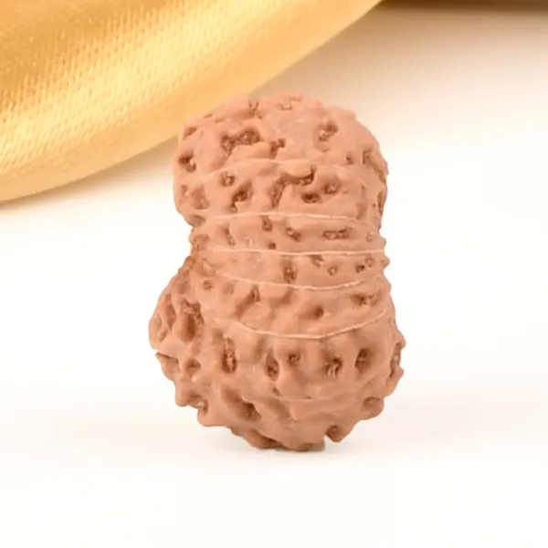 14_Mukhi_From_Java_Indonesia_Cxli