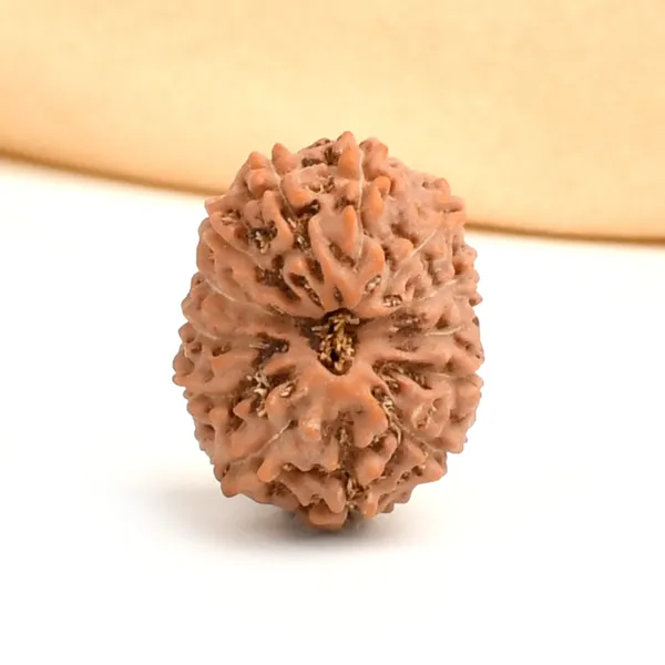 13_Mukhi_From_Java_Indonesia_Ccxxxvi
