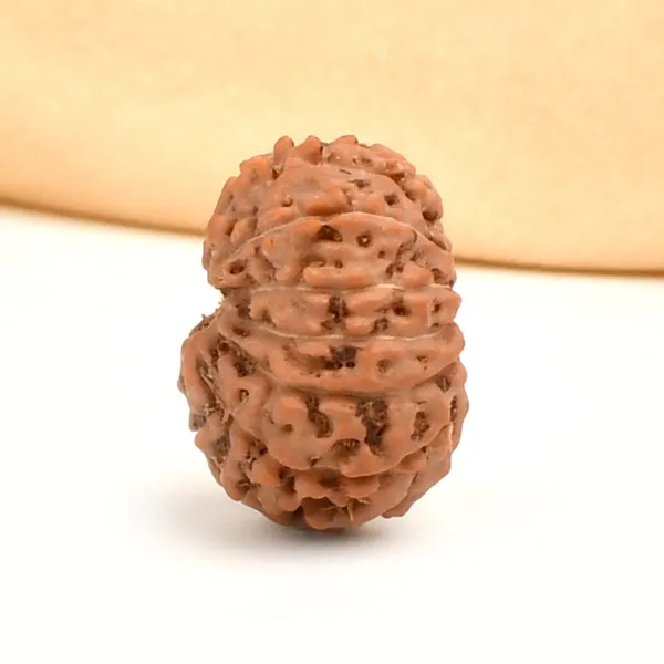 13_Mukhi_From_Java_Indonesia_Ccxxxvi