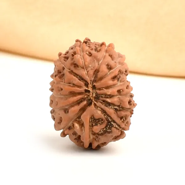 13_Mukhi_From_Java_Indonesia_Ccxxxvi