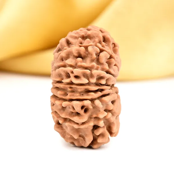 14_Mukhi_Rudraksha_Bead_Nepal_Origin_Deva_Mani