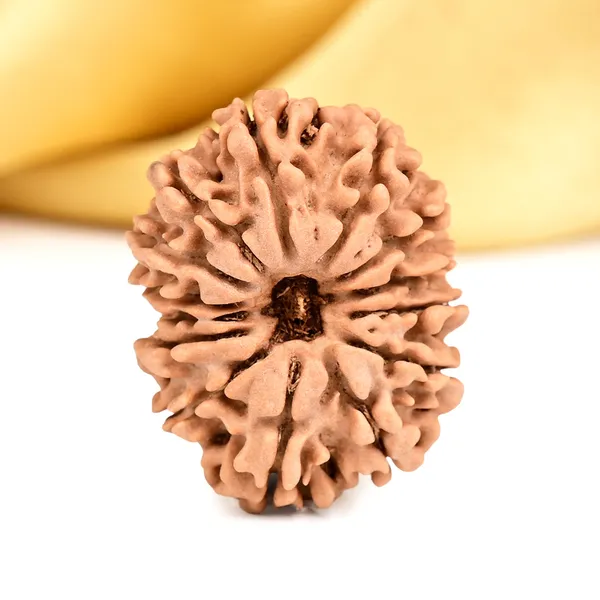 14_Mukhi_Rudraksha_Bead_Nepal_Origin_Deva_Mani