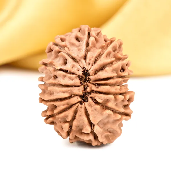 14_Mukhi_Rudraksha_Bead_Nepal_Origin_Deva_Mani
