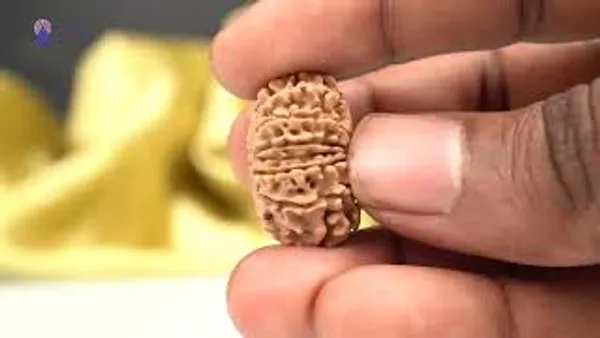 14_Mukhi_Rudraksha_Bead_Nepal_Origin_Deva_Mani