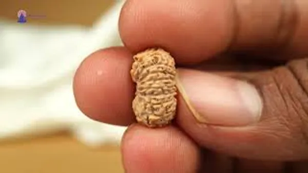 19_Mukhi_From_Java_Indonesia_Ciii