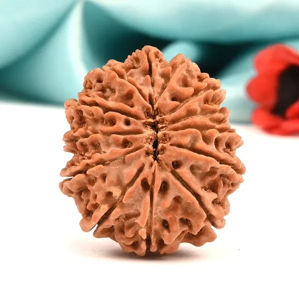 13_Mukhi_From_Nepal_Large_Cliii