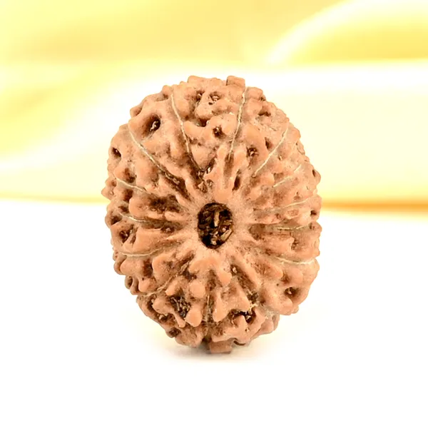 14_Mukhi_From_Java_Indonesia_Small_Cdxxxvii