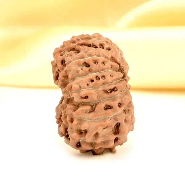 14_Mukhi_From_Java_Indonesia_Small_Cdxxxvii