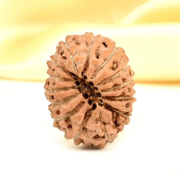 14_Mukhi_From_Java_Indonesia_Small_Cdxxxvii