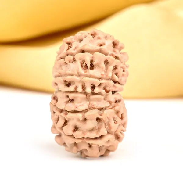 14_Mukhi_Rudraksha_Bead_Nepal_Origin_Deva_Mani