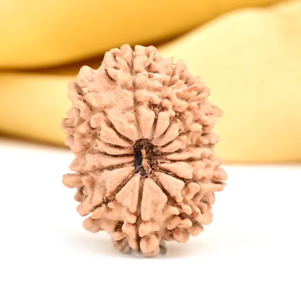 14_Mukhi_Rudraksha_Bead_Nepal_Origin_Deva_Mani