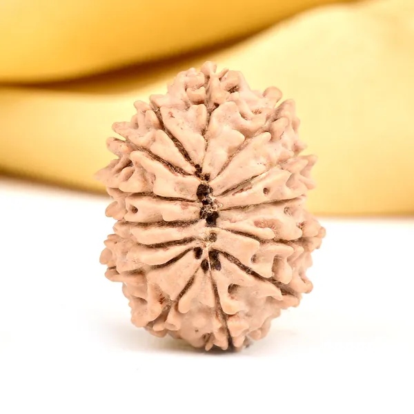 14_Mukhi_Rudraksha_Bead_Nepal_Origin_Deva_Mani