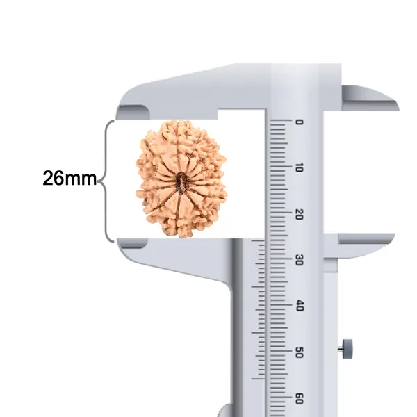 14_Mukhi_Rudraksha_Bead_Nepal_Origin_Deva_Mani