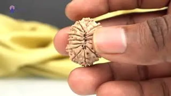 14_Mukhi_Rudraksha_Bead_Nepal_Origin_Deva_Mani