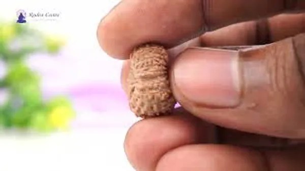 19_Mukhi_Rudraksha_Bead_Indonesia