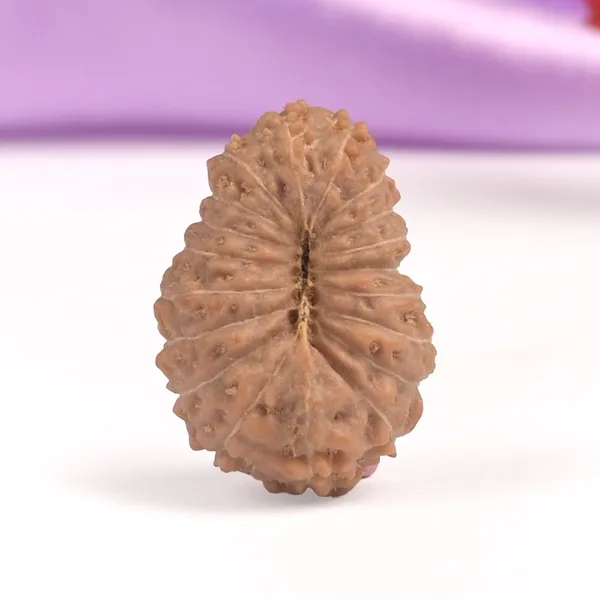 19_Mukhi_Rudraksha_Bead_Indonesia