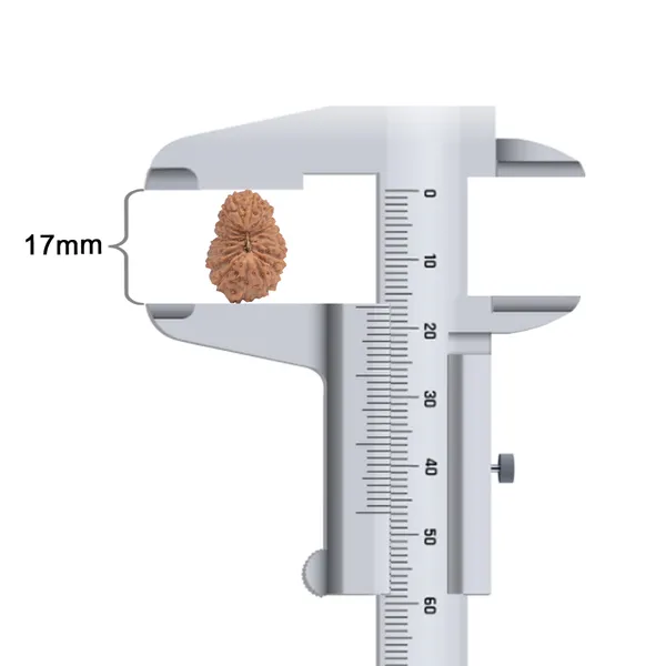 19_Mukhi_Rudraksha_Bead_Indonesia