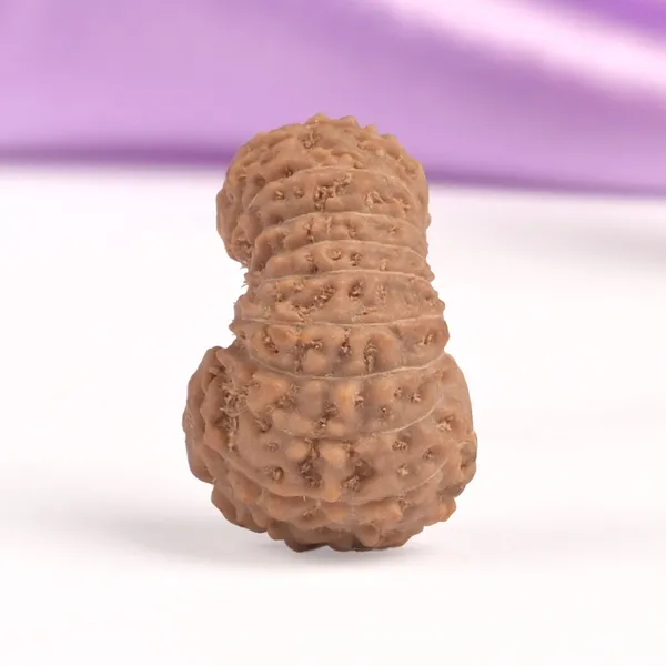 19_Mukhi_Rudraksha_Bead_Indonesia