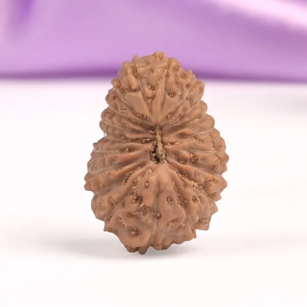 19_Mukhi_Rudraksha_Bead_Indonesia