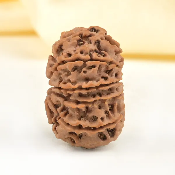 10_Mukhi_From_Nepal_Small_Cdxxiv