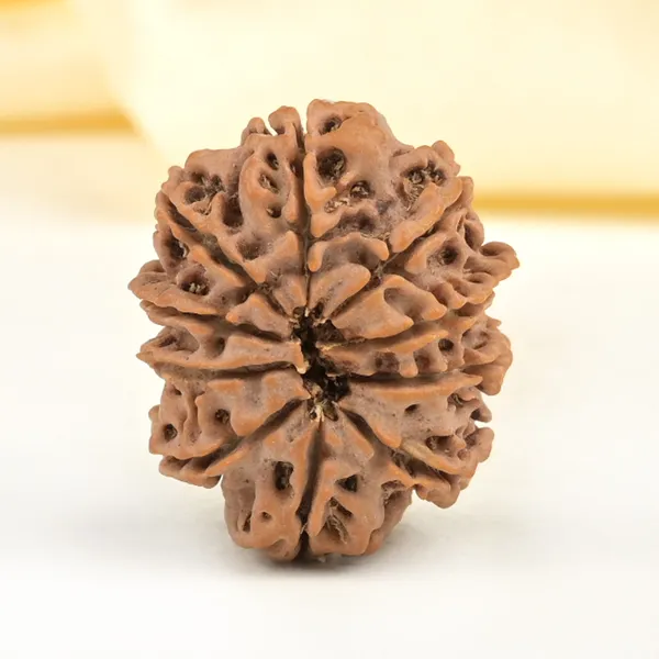 10_Mukhi_From_Nepal_Small_Cdxxiv
