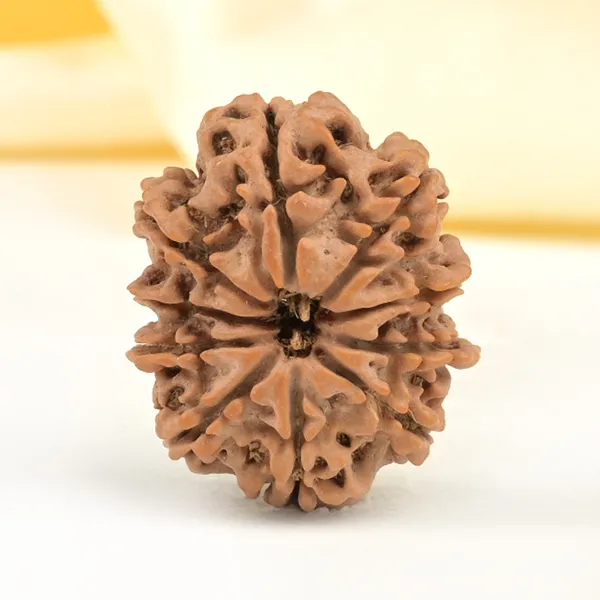 10_Mukhi_From_Nepal_Small_Cdxxiv