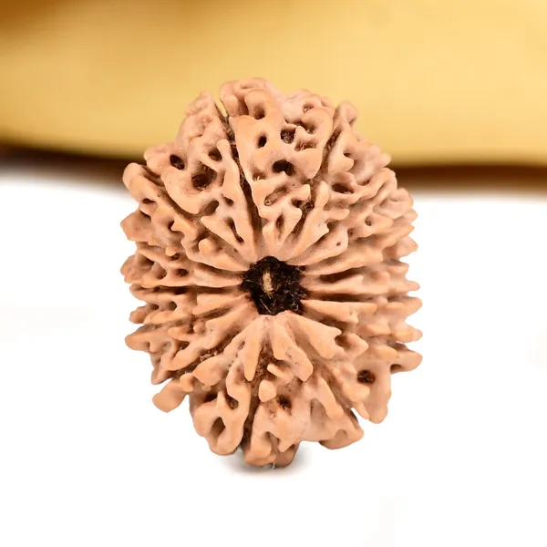 14_Mukhi_From_Nepal_Ccxxv