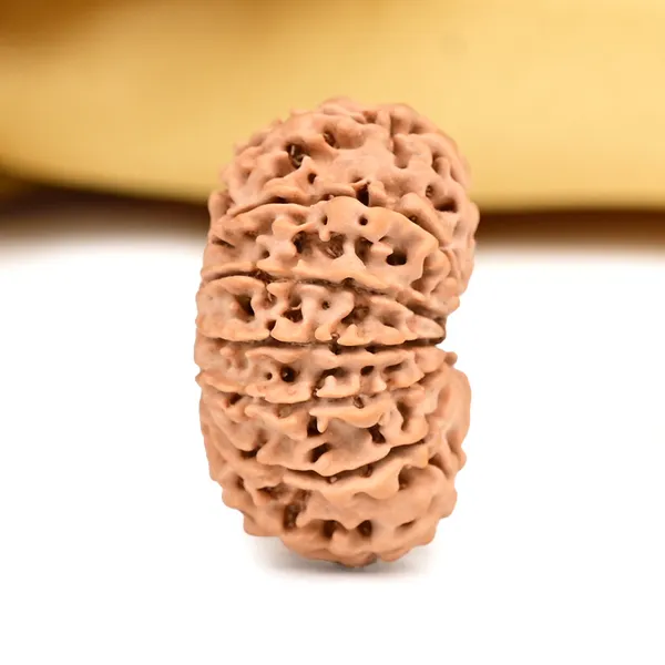 14_Mukhi_From_Nepal_Ccxxv