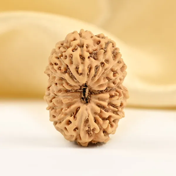 Techpandit_15_Mukhi_Java_Rudraksha_Bead_Large
