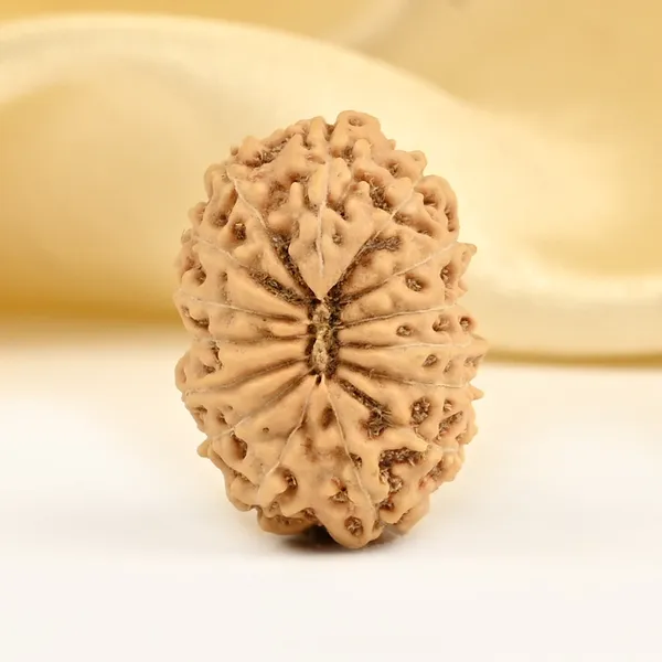 Techpandit_15_Mukhi_Java_Rudraksha_Bead_Large