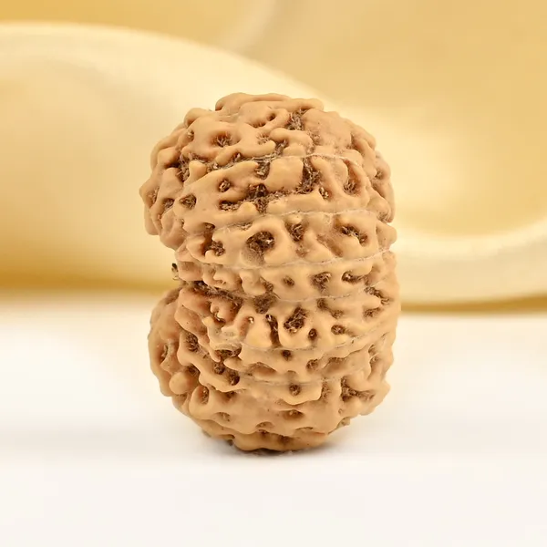 Techpandit_15_Mukhi_Java_Rudraksha_Bead_Large