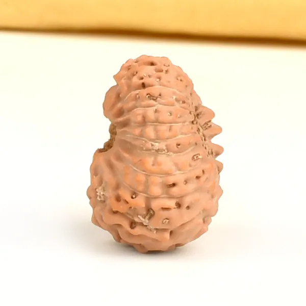 17_Mukhi_From_Java_Indonesia_Large_Cc