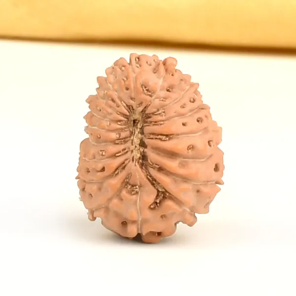 17_Mukhi_From_Java_Indonesia_Large_Cc