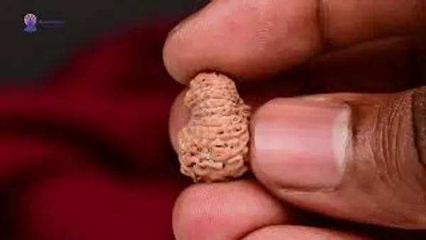 17_Mukhi_From_Java_Indonesia_Large_Cc