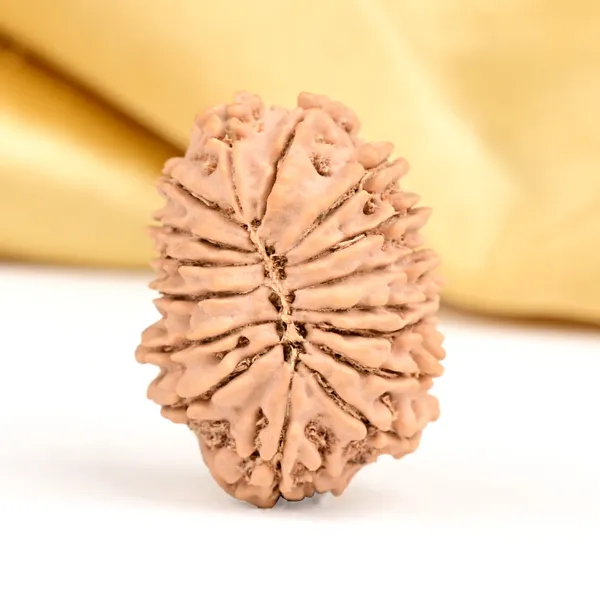 16_Mukhi_From_Nepal_Small_Xxxiii