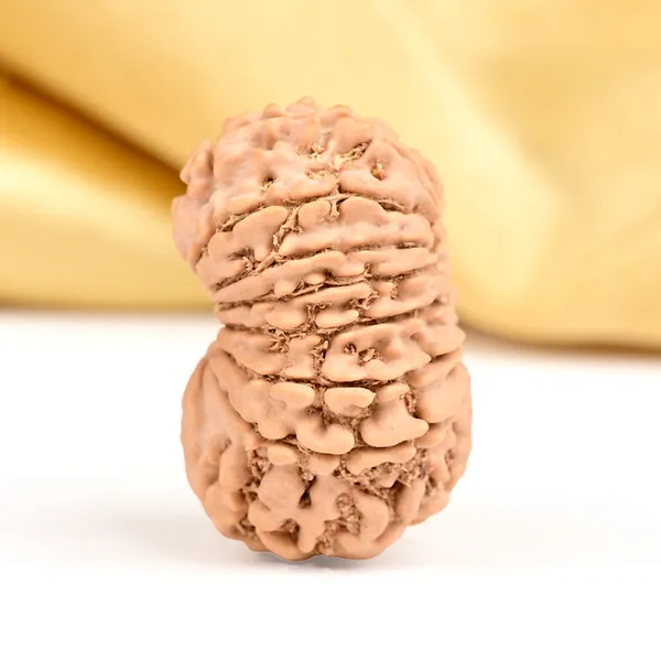 16_Mukhi_From_Nepal_Small_Xxxiii