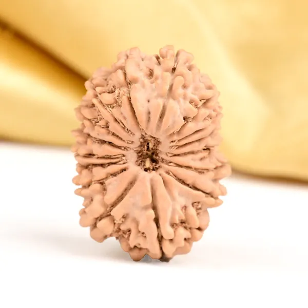 16_Mukhi_From_Nepal_Small_Xxxiii