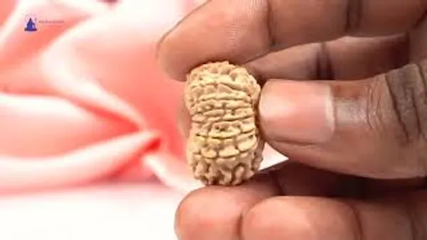 16_Mukhi_From_Nepal_Small_Xxxiii