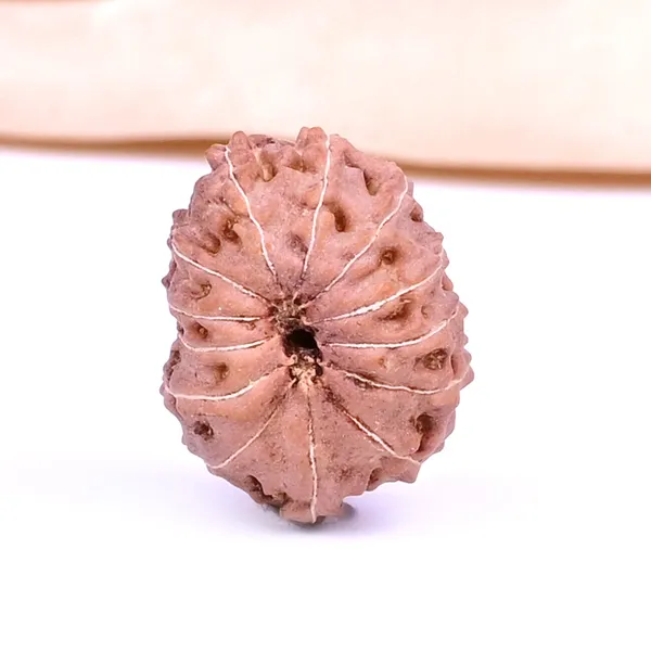 13_Mukhi_From_Java_Indonesia_Ccxvii