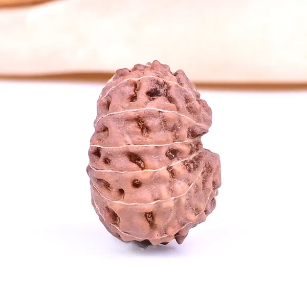 13_Mukhi_From_Java_Indonesia_Ccxvii