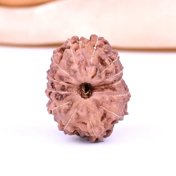 13_Mukhi_From_Java_Indonesia_Ccxvii