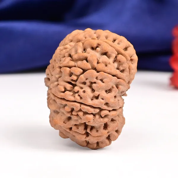 10_Mukhi_Nepal_Rudraksha_Bead_Large