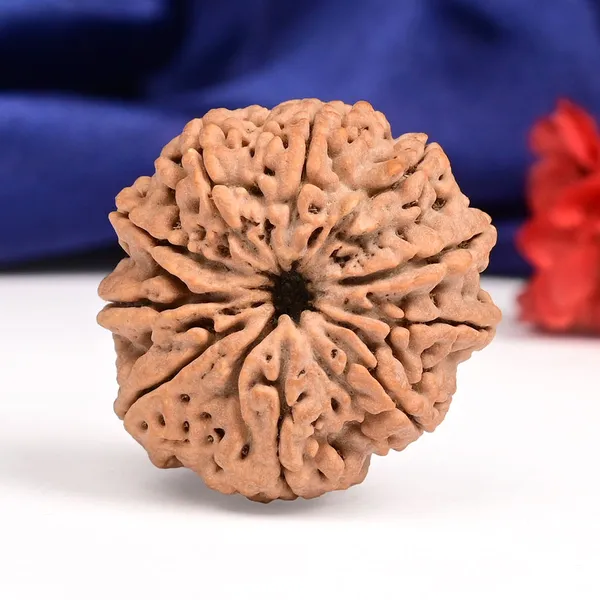10_Mukhi_Nepal_Rudraksha_Bead_Large