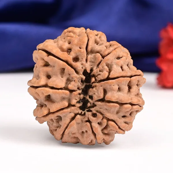 10_Mukhi_Nepal_Rudraksha_Bead_Large