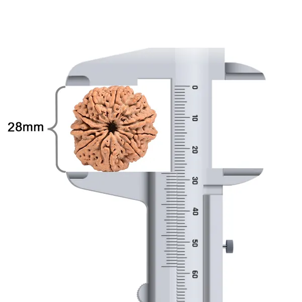 10_Mukhi_Nepal_Rudraksha_Bead_Large
