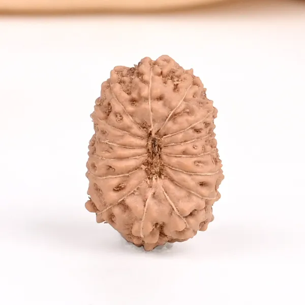 15_Mukhi_From_Java_Indonesia_Small_Ccxxviii