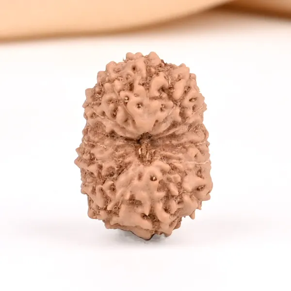 15_Mukhi_From_Java_Indonesia_Small_Ccxxviii