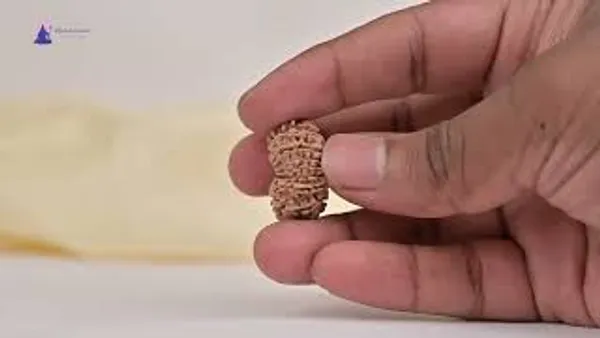 15_Mukhi_Rudraksha_Bead_From_Nepal_Small