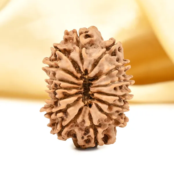 15_Mukhi_Rudraksha_Bead_From_Nepal_Small