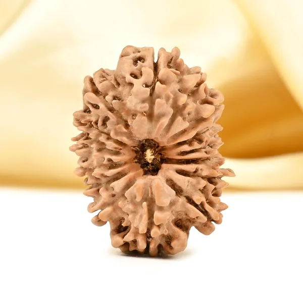 15_Mukhi_Rudraksha_Bead_From_Nepal_Small